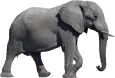 elephant-transparent-background